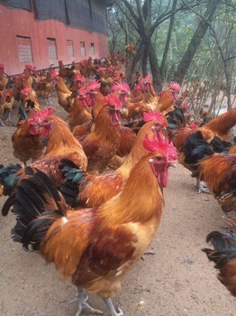 重庆巴南区附近的乌皮红冠鸡苗，黑乌鸡苗供应厂家