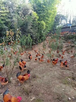 彭水青脚红羽土鸡苗批发价格彭水本地土鸡脱温苗