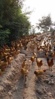 重庆梁平分水李子园散养土鸡苗，肉鸡脱温苗市场，找周边鸡苗厂家