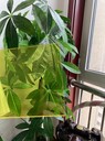 批發(fā)透明pc板茶色實(shí)心pc夏津耐力板聚碳酸酯板采光pc板