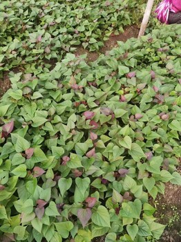 脫毒紅薯苗培育基地品種質(zhì)量好