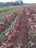 千畝紅薯苗種植基地現貨批發