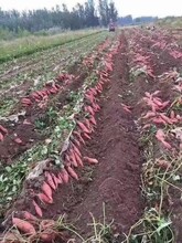 貴州基地品種圖片