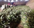 新疆脫毒紅薯苗價格低產量高