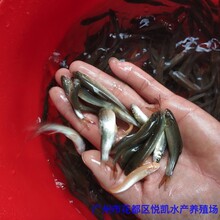 广东惠州银雪鱼苗出售广东清远鳕鱼苗图片