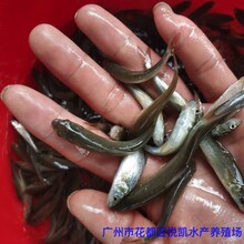 廣東湛江銀雪魚苗出售廣東汕頭銀鱈魚苗批發圖片
