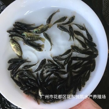 浙江杭州單性羅非魚苗批發四川達州全雄羅非魚苗出售