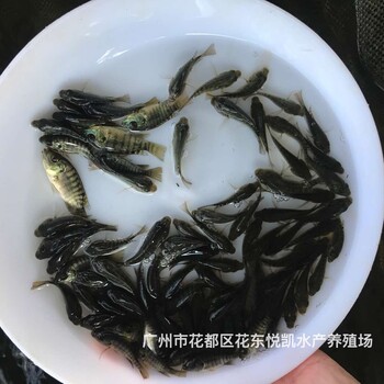 江西吉安罗非鱼苗出售江西抚州罗非鱼苗批发