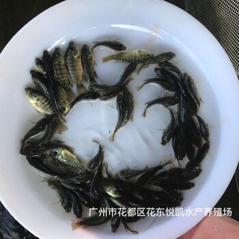 浙江杭州單性羅非魚苗批發四川達州全雄羅非魚苗出售