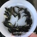 山東濟南彩虹鯛魚苗出售上海紅羅非魚苗批發
