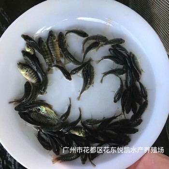 浙江杭州單性羅非魚苗批發四川達州全雄羅非魚苗出售