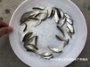 广西柳州三角鲂鱼苗出售广西钦州边鱼苗批发