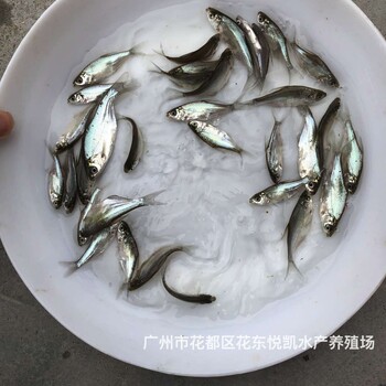 福建南平扁魚苗福建龍巖白鰱魚苗批發(fā)