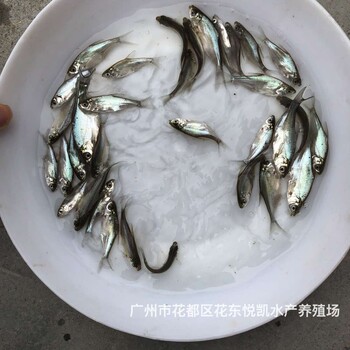 福建南平扁魚苗福建龍巖白鰱魚苗批發(fā)