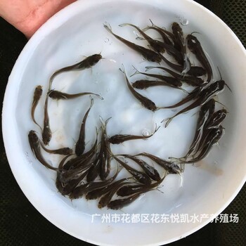 福建福州叉尾鮰魚苗福建寧德叉尾魚苗批發(fā)