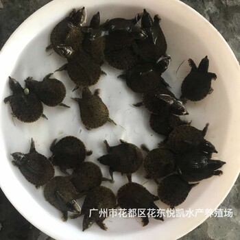 廣東湛江甲魚苗出售廣東汕頭鱉苗批發(fā)