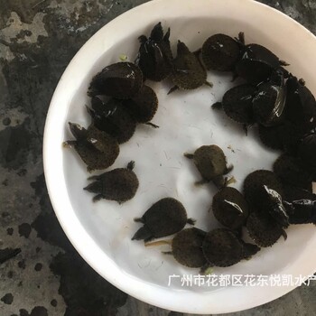 廣東湛江甲魚苗出售廣東汕頭鱉苗批發(fā)