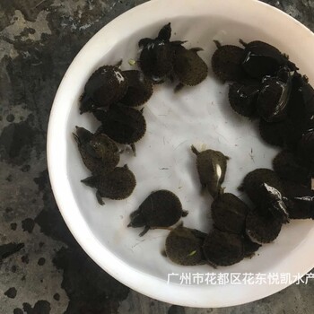 廣東湛江甲魚苗出售廣東汕頭鱉苗批發(fā)