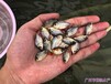 山东济南红鲳鱼苗批发上海淡水白鲳鱼苗出售