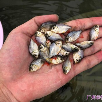 江蘇南通紅鯧魚苗批發天津淡水白鯧魚苗出售