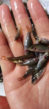 浙江杭州稻田鯉魚苗四川達州禾花鯉魚苗批發(fā)