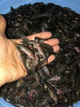 浙江杭州稻田鯉魚苗四川達州禾花鯉魚苗批發(fā)