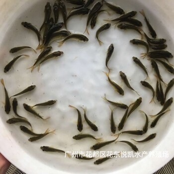 浙江杭州稻田鯉魚苗四川達州禾花鯉魚苗批發(fā)