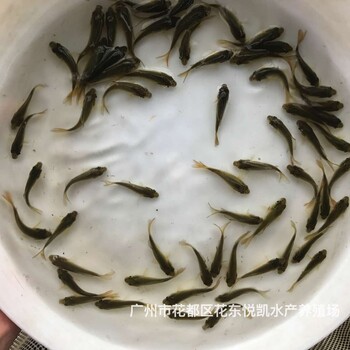 浙江杭州稻田鯉魚苗四川達州禾花鯉魚苗批發(fā)