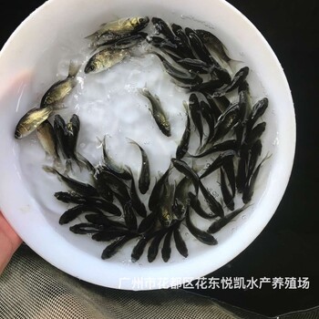 湖南永州鯽魚苗湖南常德鯽魚苗批發(fā)