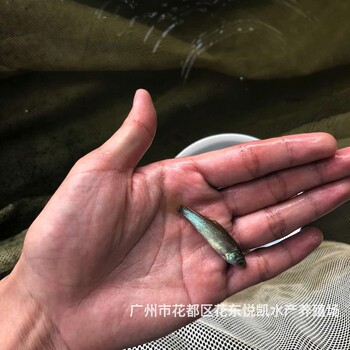 湖北宜昌丁岁鱼苗出售河南郑州丁桂鱼苗批发价格