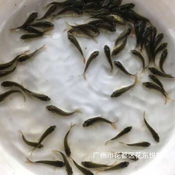 湖南懷化建鯉魚(yú)苗出售湖南邵陽(yáng)鯉魚(yú)苗批發(fā)
