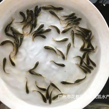 湖南懷化建鯉魚(yú)苗出售湖南邵陽(yáng)鯉魚(yú)苗批發(fā)