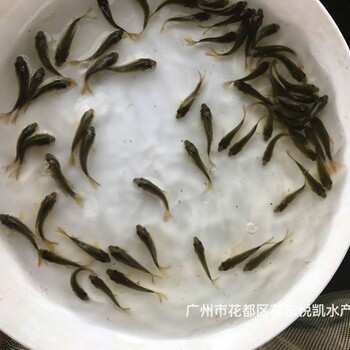 湖南懷化建鯉魚(yú)苗出售湖南邵陽(yáng)鯉魚(yú)苗批發(fā)