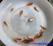 江西新余观赏鱼出售江西萍乡锦鲤鱼苗批发