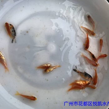 福建莆田觀賞魚福建漳州錦鯉魚苗批發