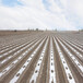 新疆阿克苏固沙剂防风护苗抵御风沙环保固沙剂
