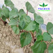 陕西榆林固沙剂防风固沙农田固沙剂施工简单对苗