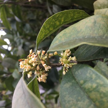 苏州别墅绿化，金银桂花，桂花树苗圃，私家桂花树批发