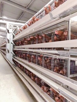 广东层叠蛋鸡笼全自动清粪机肉鸡笼自动喂料设备厂家