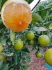 廉江紅江橙被譽為亞洲橙
