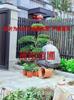 蘇州別墅花園設(shè)計(jì)、庭院綠化設(shè)計(jì)施工、別墅景觀樹(shù)苗圃基地