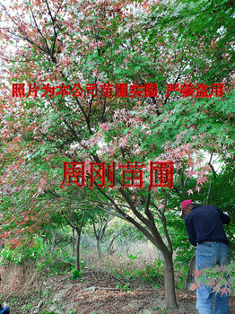 蘇州別墅花園設(shè)計(jì)、庭院綠化設(shè)計(jì)施工、別墅景觀樹(shù)苗圃基地