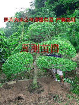 蘇州別墅花園設(shè)計(jì)、庭院綠化設(shè)計(jì)施工、別墅景觀樹(shù)苗圃基地