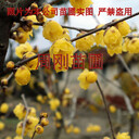 蘇州臘梅花、臘梅樹(shù)種植基地、素心臘梅花、別墅景觀樹(shù)苗批發(fā)