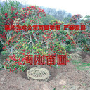 蘇州綠化苗木基地、花木苗圃市場(chǎng)、庭院景觀樹(shù)批發(fā)、造型樹(shù)基地