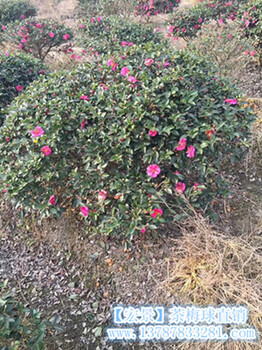 湖南茶花球-長(zhǎng)沙茶花小苗-湖南茶梅小苗甩賣