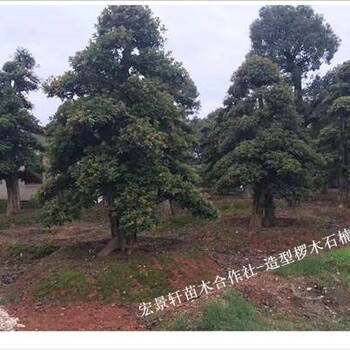 紅葉石楠樹跌成“傷心樹”湖南造型欏木石楠成“亮點(diǎn)”