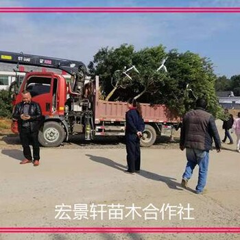 苗木冷淡期，湖南全冠楊梅樹(shù)-叢生楊梅樹(shù)殺出重圍