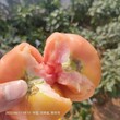 供应大棚露地硬粉番茄种子大果型嘉美二号