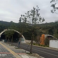 武漢湖北綠化工程、園林綠化、小區(qū)綠化圖片